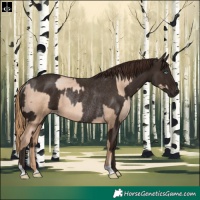 Horse Color:Gold Champagne Pearl Rabicano and Liver Chestnut Rabicano