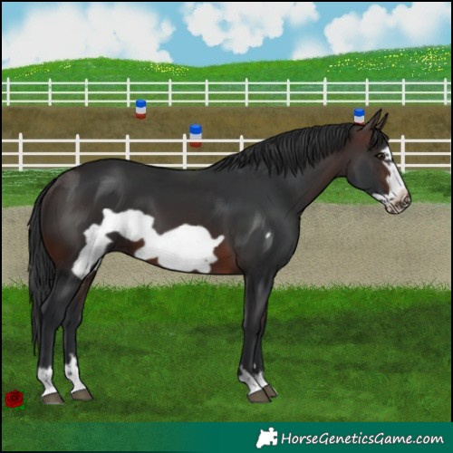 Horse Color:Brown Frame 