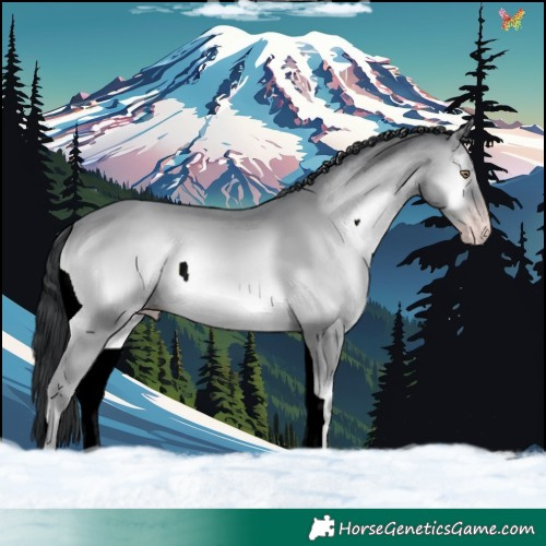 Horse Color:Classic Champagne Chinchilla Onyx 