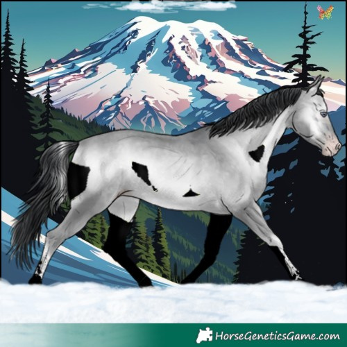 Horse Color:White Spotted Sable Champagne Chinchilla Onyx 