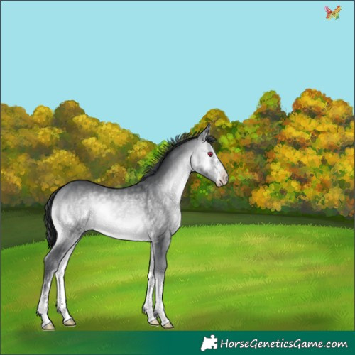 Horse Color:White Spotted Brown Chinchilla Onyx 