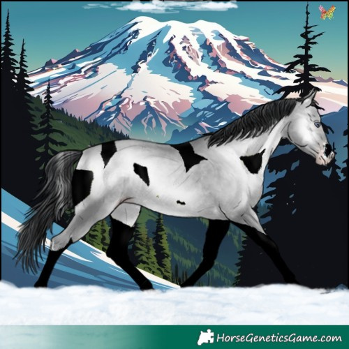 Horse Color:White Spotted Sable Champagne Chinchilla Onyx Tobiano 