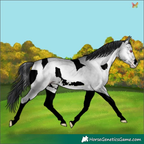 Horse Color:White Spotted Sable Champagne Chinchilla Onyx Tobiano 