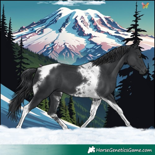 Horse Color:Black Chinchilla Tobiano 