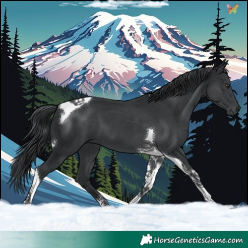 Horse Color:Black Chinchilla Tobiano 