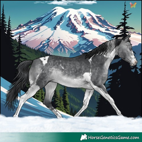 Horse Color:Brown Chinchilla Tobiano 