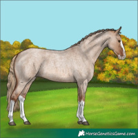 Horse Color:Red Dun Roan Splash Frame Rabicano
