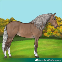 Horse Color:Silver Brown Dun Tobiano 