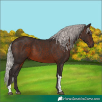 Horse Color:Silver Brown Tobiano 
