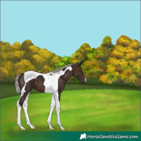 Horse Color:Silver Brown Tobiano 