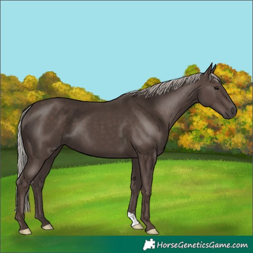Horse Color:Unknown 