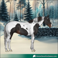 Horse Color:Liver Chestnut Tobiano 