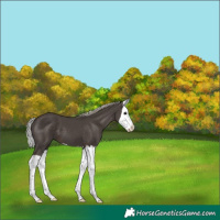 Horse Color:Silver Black Splash 