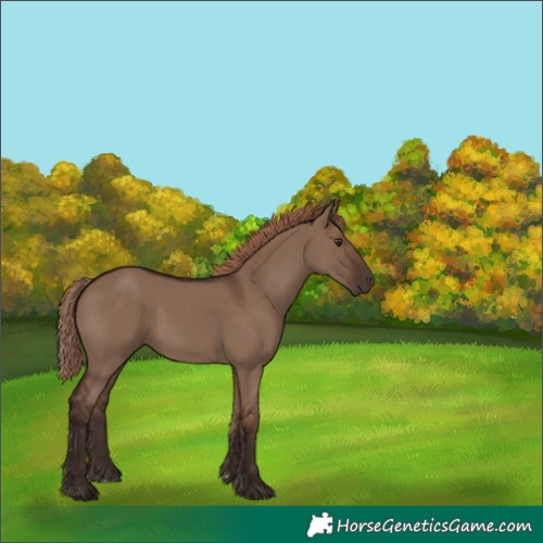 Horse Color:Liver Red Dun