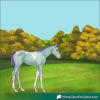 Horse Color:Painted Watercolor Silver Black Tobiano 