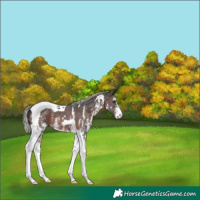 Horse Color:Silver Brown Sabino Tobiano 