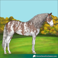 Horse Color:Silver Bay Sabino