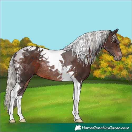 Horse Color:Silver Brown Tobiano Rabicano 