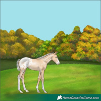 Horse Color:Silver Buckskin Pearl Sabino Blanket