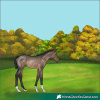 Horse Color:Brown Dun Rabicano 