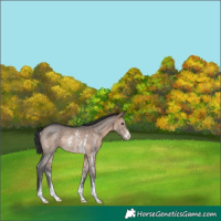 Horse Color:Brown Dun Sabino Rabicano 