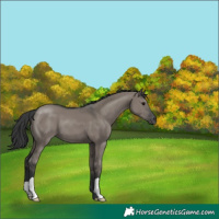 Horse Color:Grullo 
