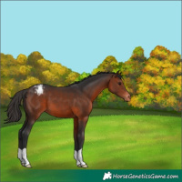 Horse Color:Brown Varnish 