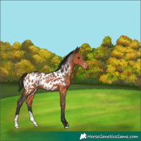 Horse Color:Bay Appaloosa 