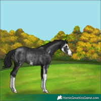 Horse Color:Gray Black Sabino Rabicano 