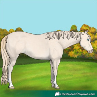 Horse Color:Perlino 