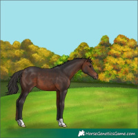 Horse Color:Brown 