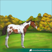 Horse Color:Bay Tobiano Near Leopard 