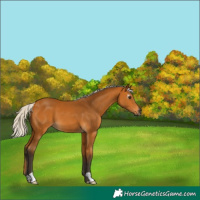 Horse Color:Gray Silver Buckskin 