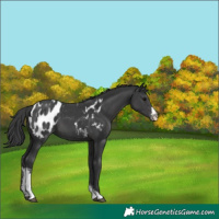Horse Color:Black Sabino Appaloosa 