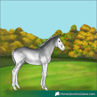 Horse Color:White Spotted Silver Blue Onyx Chinchilla Splash 