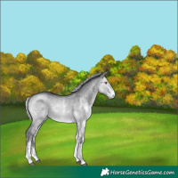 Horse Color:White Spotted Silver Bay Chinchilla Dun 