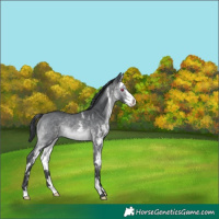 Horse Color:White Spotted Brown Chinchilla Splash 
