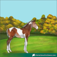 Horse Color:Silver Brown Sabino Tobiano 