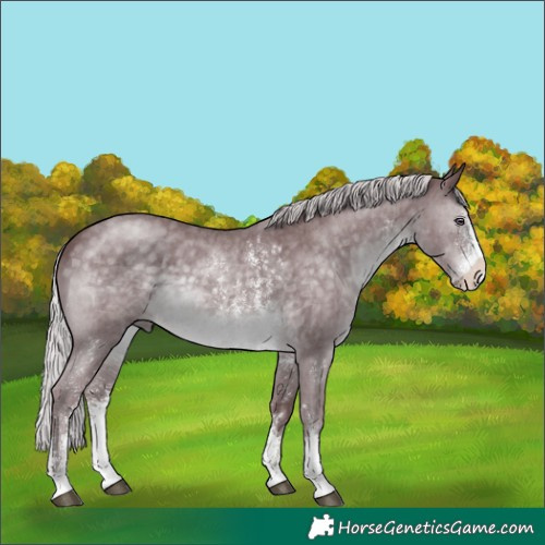Horse Color:Chocolate Silver Black Chinchilla Sabino 