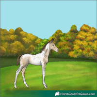 Horse Color:Buckskin Pearl Tobiano Rabicano 