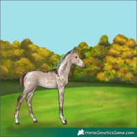 Horse Color:White Spotted Liver Red Dun Tobiano Rabicano 