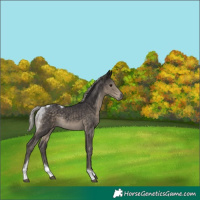 Horse Color:Silver Smoky Black Mushroom Tobiano Rabicano 