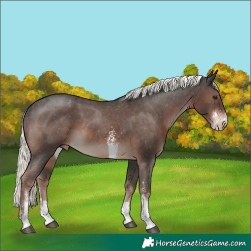 Horse Color:Liver Chestnut Mushroom Sabino Appaloosa 