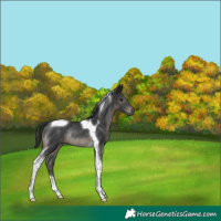Horse Color:Black Tobiano Rabicano 
