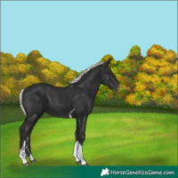 Horse Color:Liver Chestnut Mushroom Sabino Tobiano 