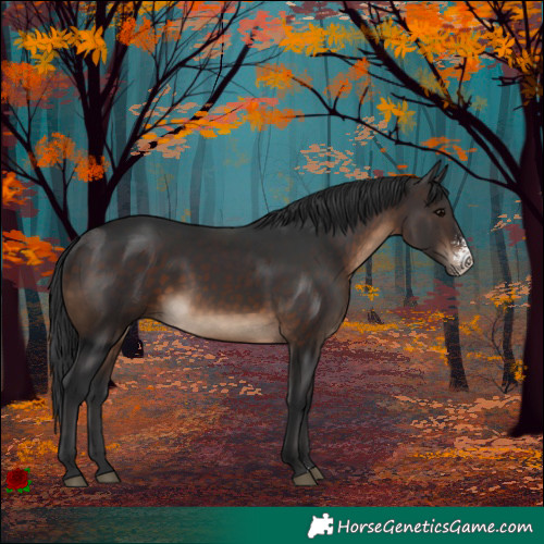 Horse Color:Brown Sabino