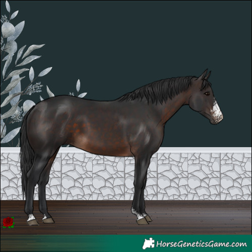 Horse Color:Brown Sabino