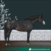 Horse Color:Brown Sabino 