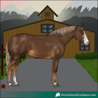 Horse Color:Chocolate Palomino Sabino 