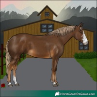 Horse Color:Chocolate Palomino Sabino